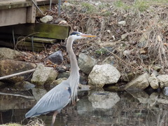 Ardea herodias