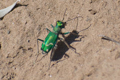 Cicindela decemnotata meriwetheri