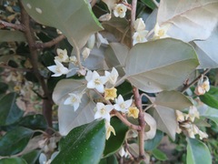 Elaeagnus macrophylla