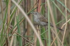 Laticilla cinerascens