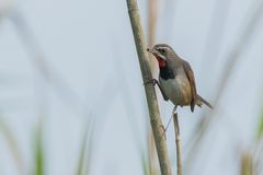 Calliope tschebaiewi