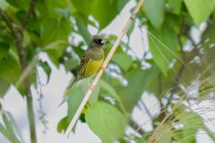 Emberiza spodocephala