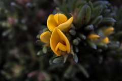 Pultenaea canaliculata