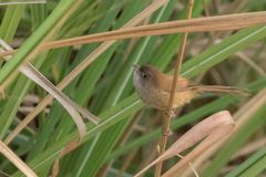 Chrysomma altirostre