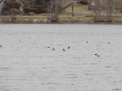 Mergus merganser