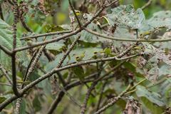 Abroscopus schisticeps