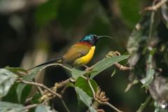 Aethopyga nipalensis