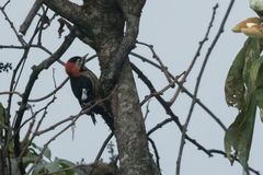 Dryobates cathpharius