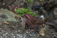Carpodacus edwardsii