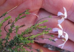 Jamesbrittenia aspalathoides