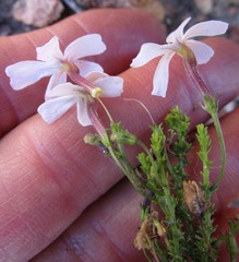Jamesbrittenia aspalathoides