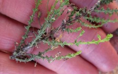 Jamesbrittenia aspalathoides