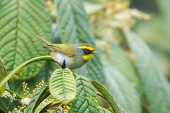 Abroscopus schisticeps