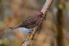 Carpodacus edwardsii
