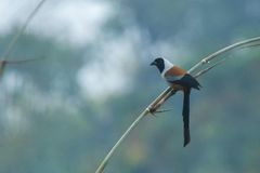 Dendrocitta frontalis