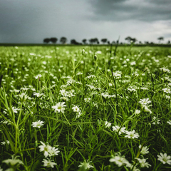 Stellaria angustifolia
