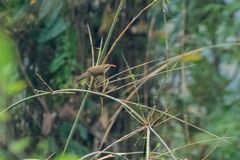 Pomatorhinus ochraceiceps