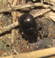 Pseudocanthon perplexus