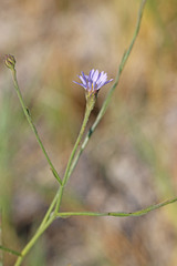 Almutaster pauciflorus