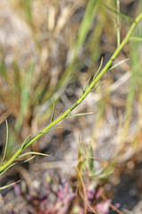 Almutaster pauciflorus