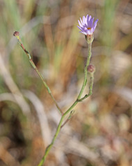 Almutaster pauciflorus