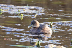 Tachybaptus ruficollis