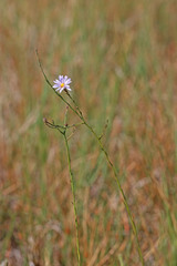 Almutaster pauciflorus