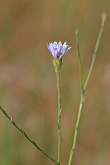 Almutaster pauciflorus