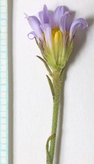 Almutaster pauciflorus