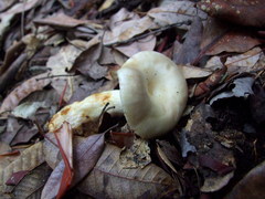Lactarius pallescens