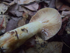 Lactarius pallescens