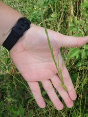 Limnodea arkansana