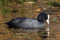 Fulica atra