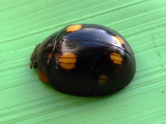 Paropsisterna sexpustulata