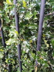 Ilex aquifolium