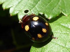 Paropsisterna sexpustulata