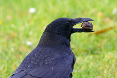 Corvus corone