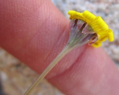 Crassothonna cacalioides