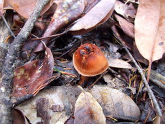 Cortinarius californicus