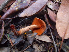 Cortinarius californicus