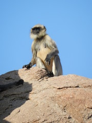 Semnopithecus hypoleucos