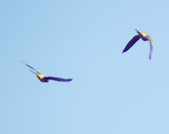 Cyanoliseus patagonus