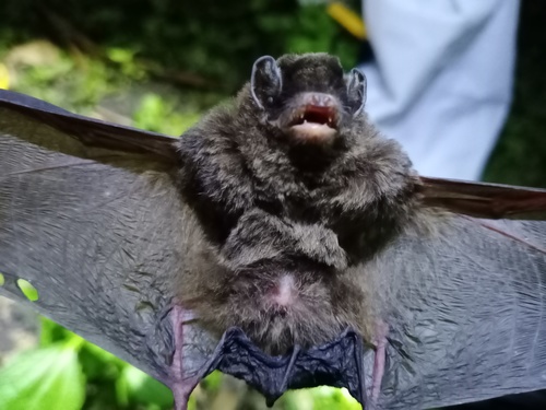 Philippine Long-fingered Bat (Miniopterus paululus) — Least Concern Mammalia