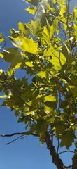 Platanaceae