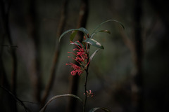 Grevillea dimorpha