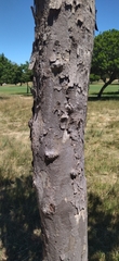 Platanaceae