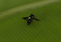 Calosphenisca unicuneata