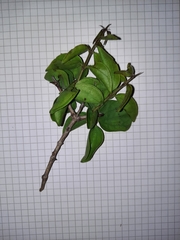 Strychnos cocculoides