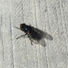 Eudasyphora