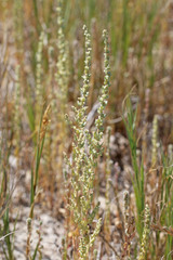 Atriplex truncata
